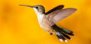 humming bird impact in online marketing